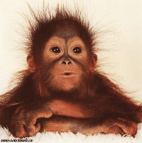 singe